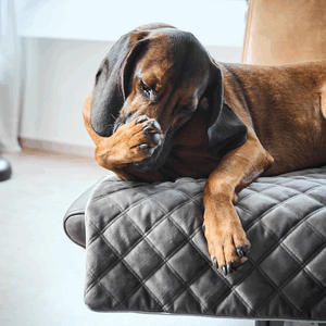 Decke Hund L Oxford 120/90