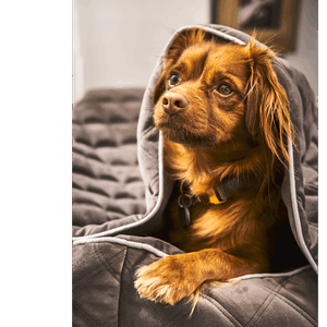 Decke Hund M Oxford 98/68