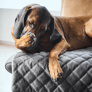 Decke Hund L 120/90/1,5